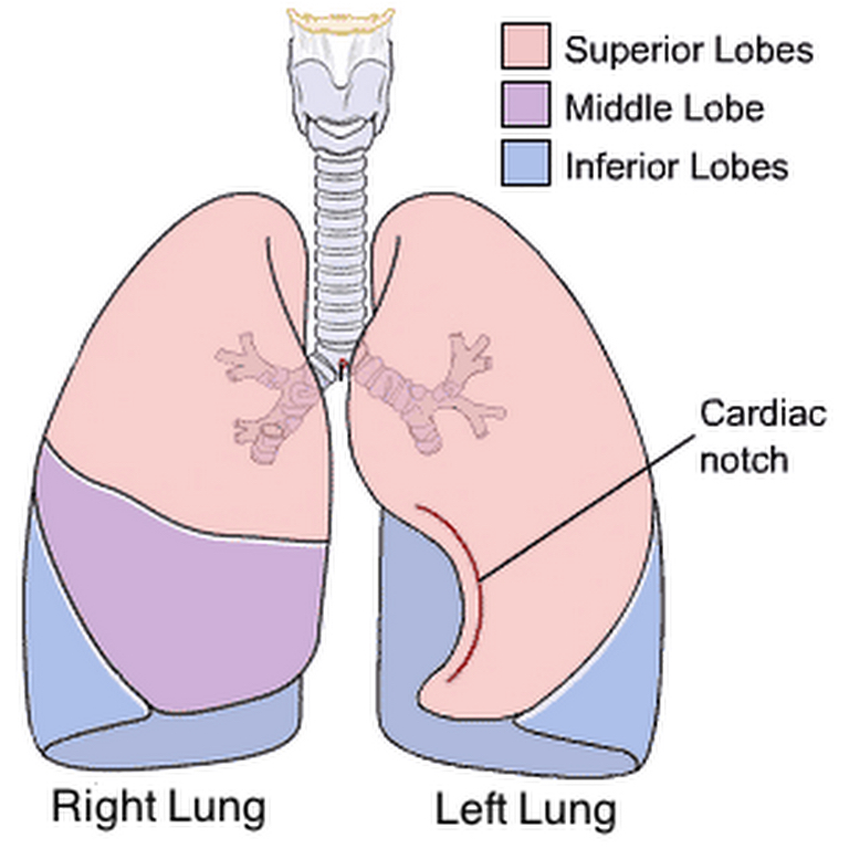 lung schematic
